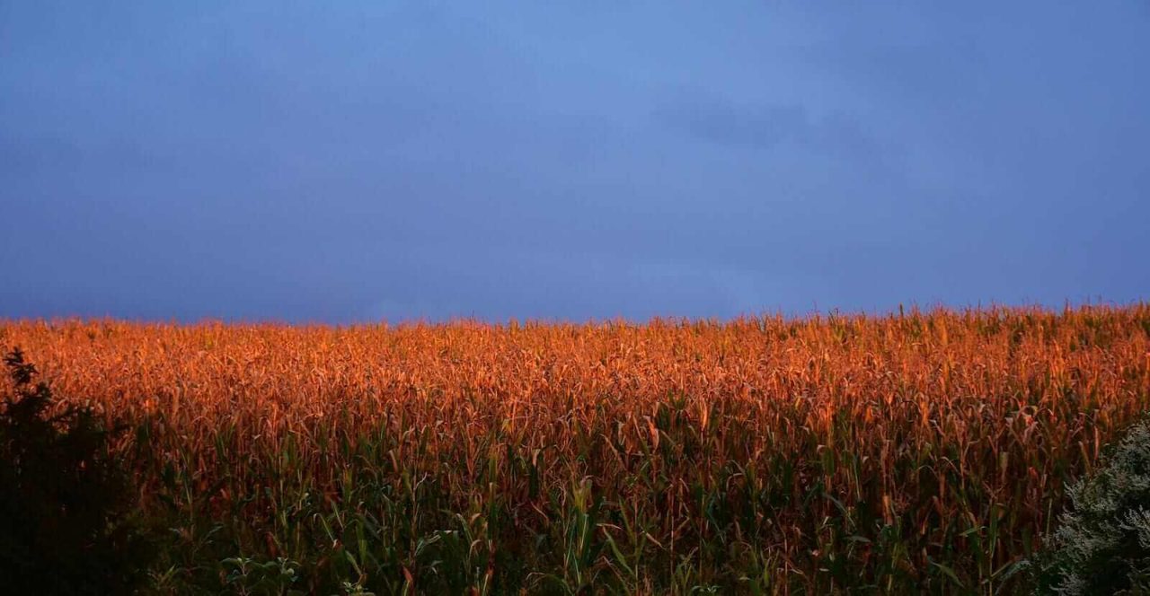 Corn Turning Higher at Midday