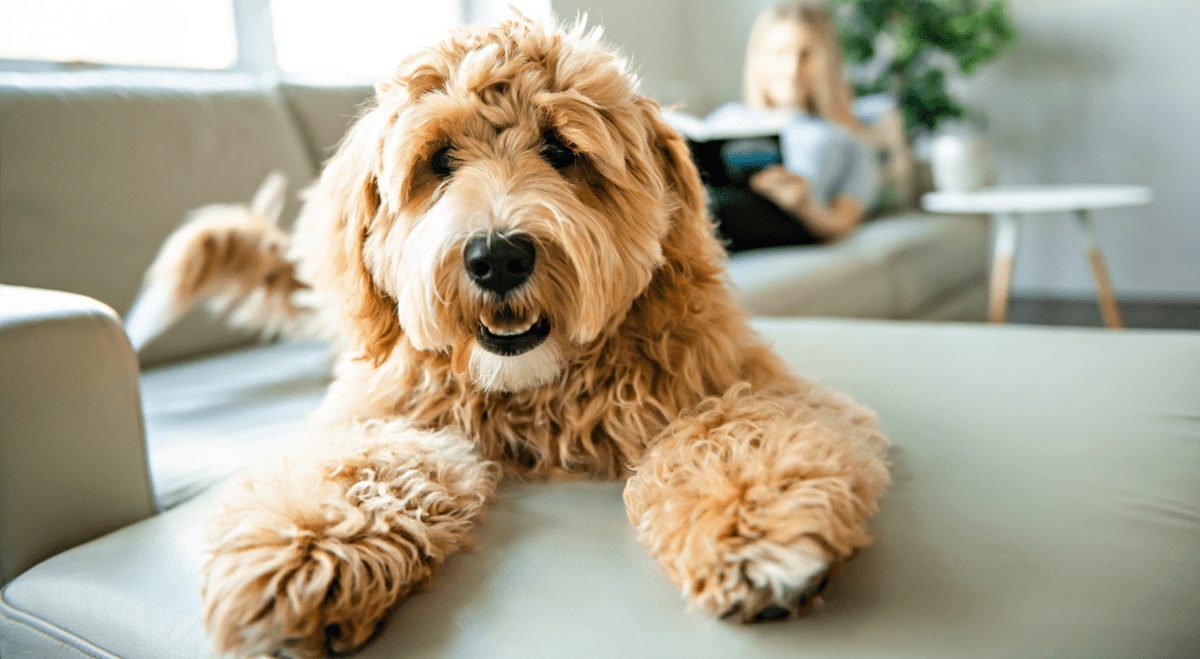 Petco Shares Ease After HR Chief Sells $508,000 Worth of Stock (WOOF)