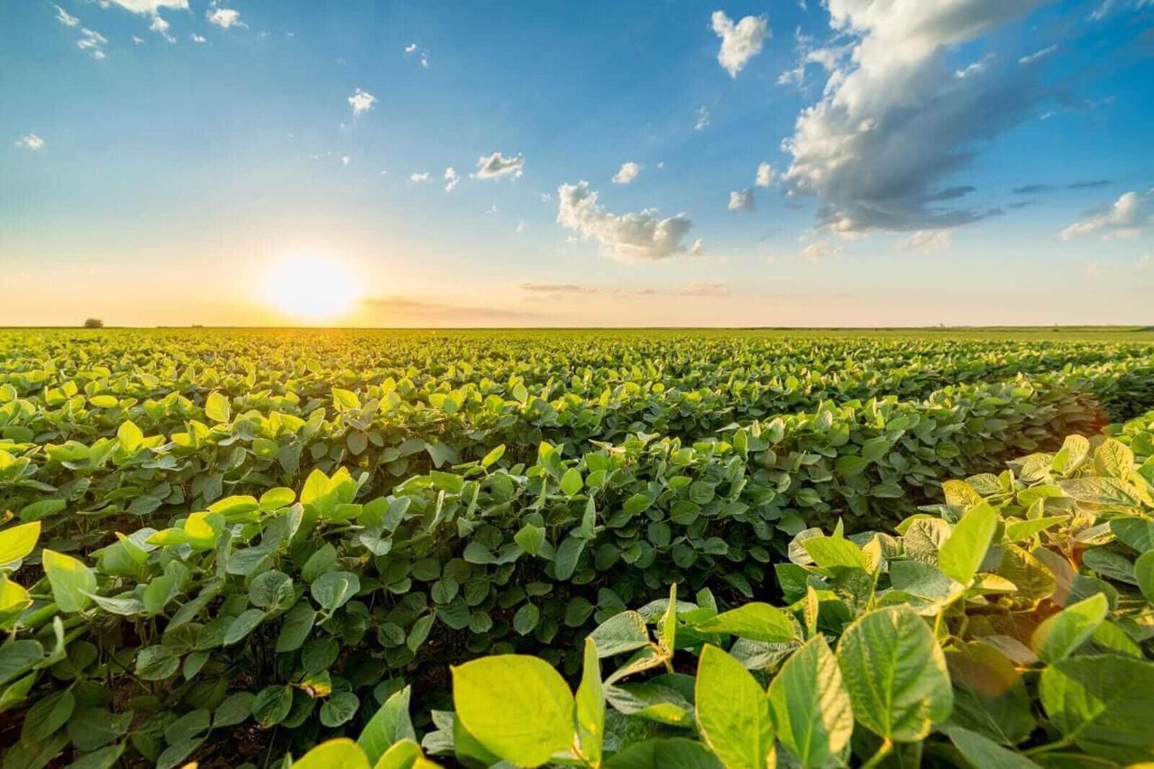 Soybean Futures Rebound on Strong Export Sales and Crude Oil Support