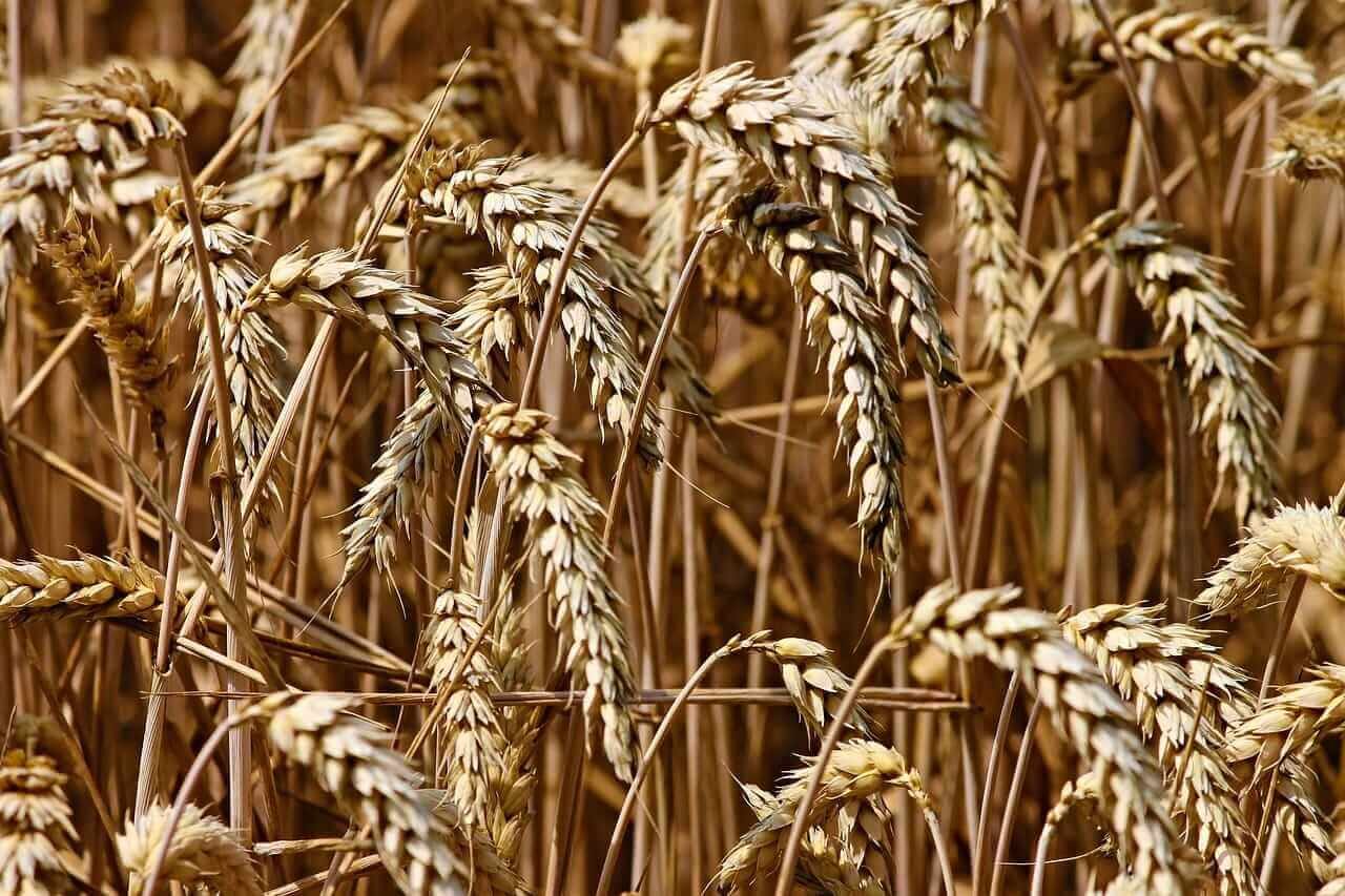 Wheat Bulls Back to Stronger Trade as Black Sea Back and Forth Continues