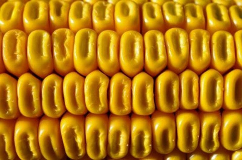 Corn Bulls Pushing Higher on Monday After Ratings Drop, Lower Tour Yields