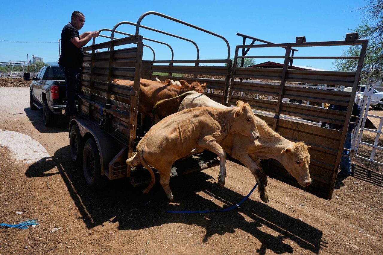 U.S. to allow limited livestock imports from Mexico as outbreak from flesh-eating parasite eases, but total eradication will take time