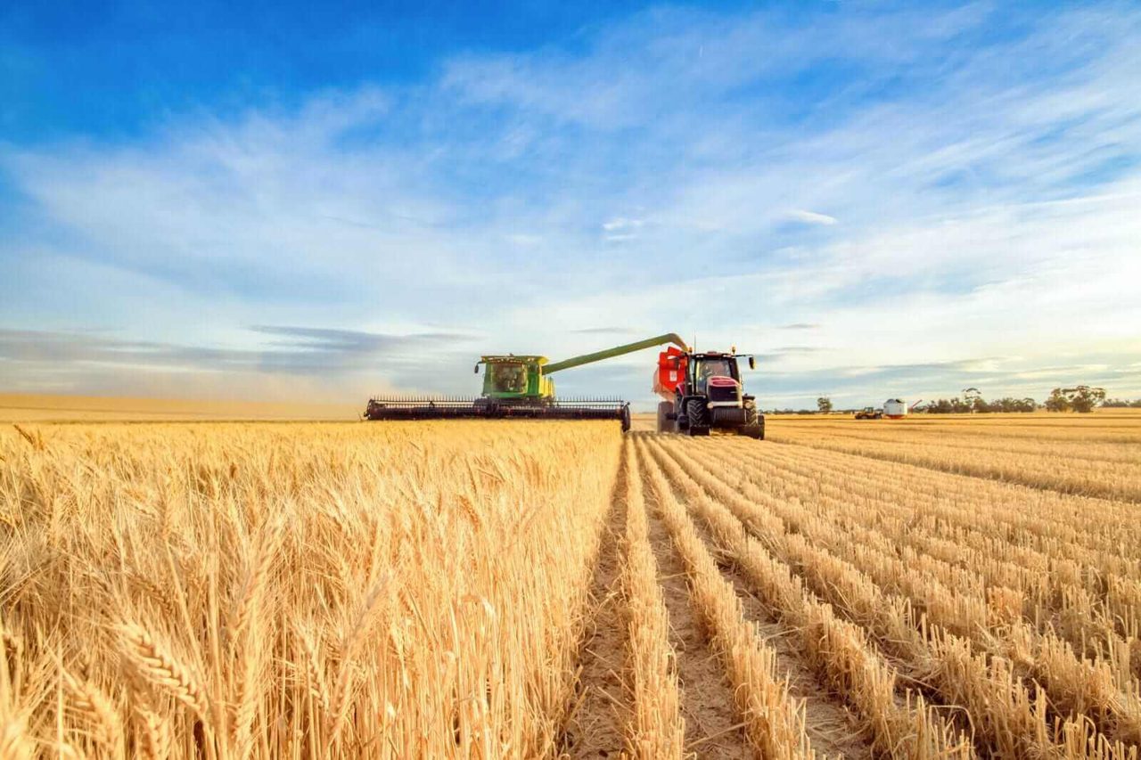Wheat Holding Steady so far on Wednesday Morning