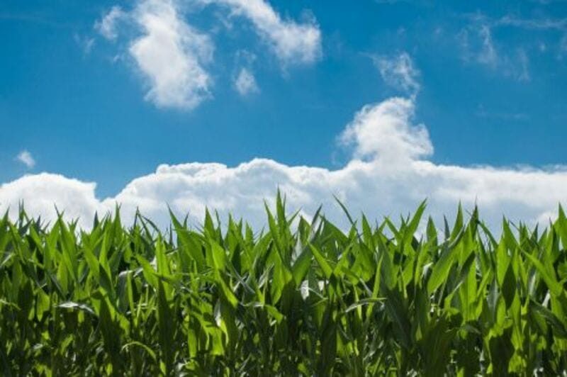 Corn Holds within a Penny of Unchanged on Monday