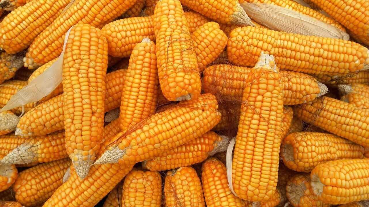 Corn Following Wheat Higher on Friday