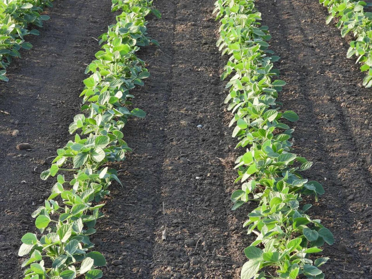Soybeans Fall on Tuesday, with Wetter Forecasts Adding Pressure