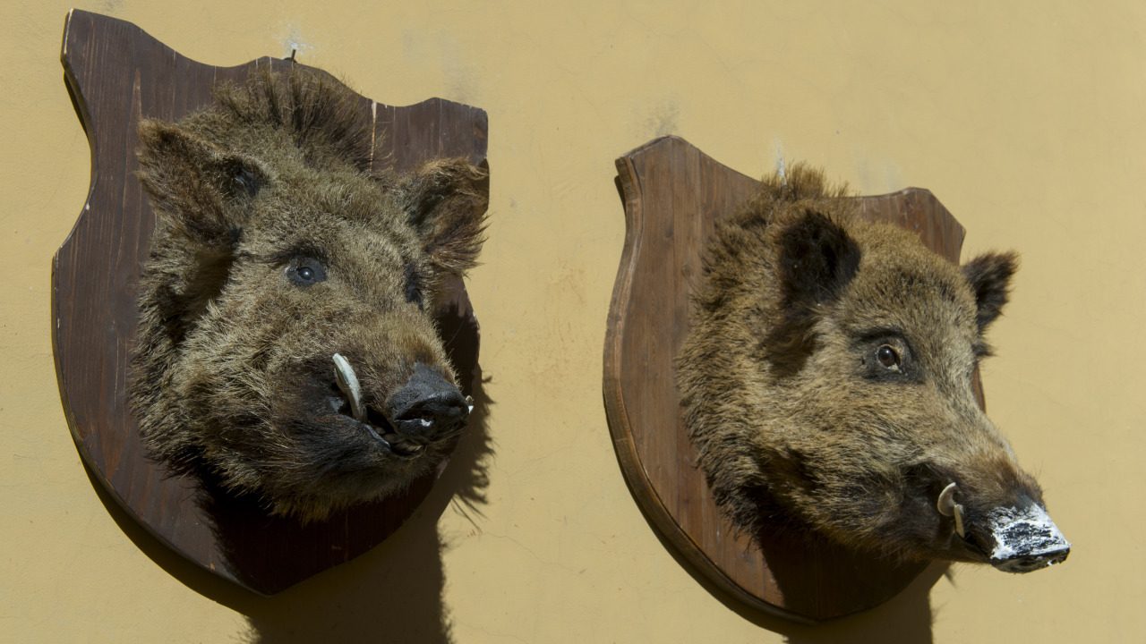 Want to give a stuffed boar to charity? It may be more curse than gift, as the IRS cracks down on non-cash donations