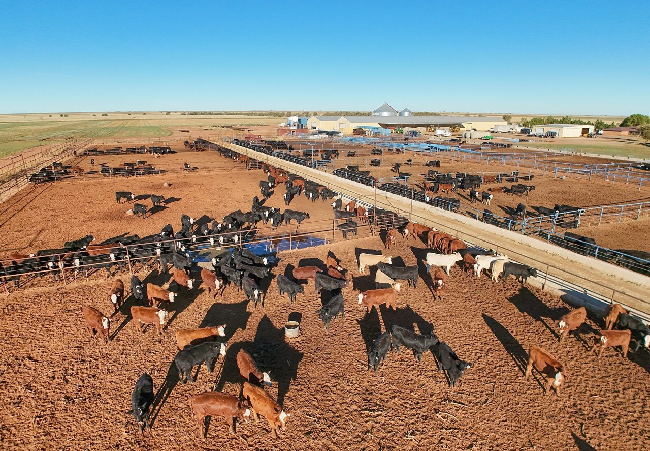 US Mexico Cattle Imports Reopen After Screwworm Ban, Lifting JBS