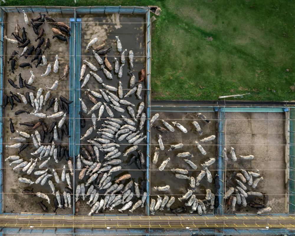 JBS faces Dutch court challenge over $6bn expansion climate risks