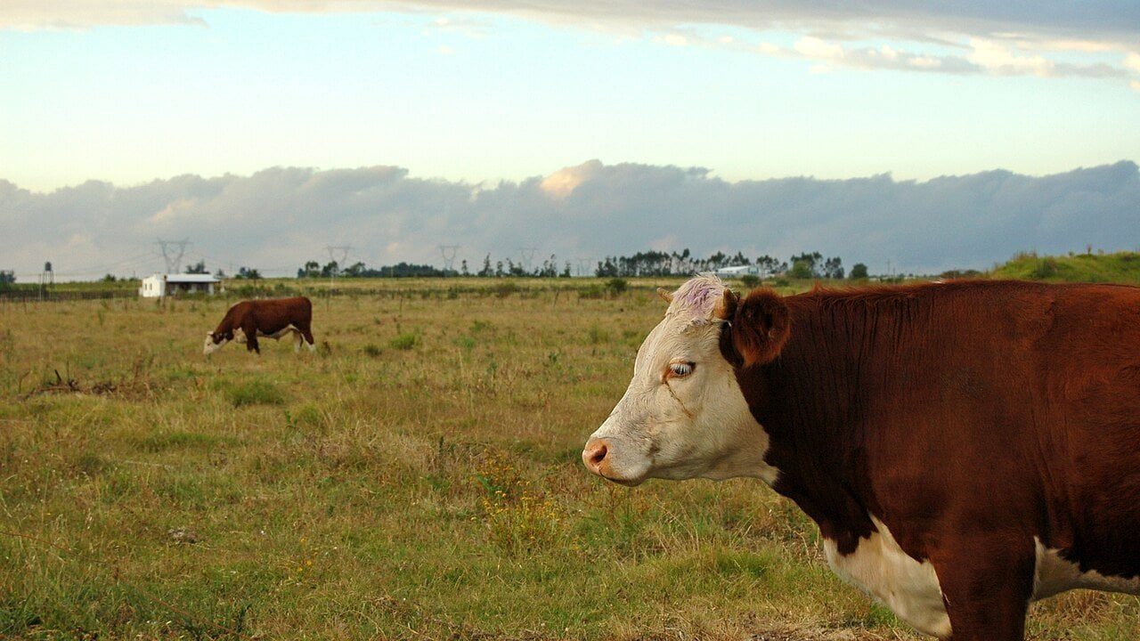 Uruguay Cattle Fund Bankruptcy Leaves US$272 Million Shortfall