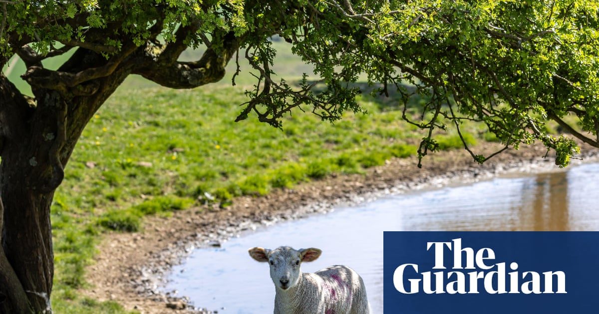 How England’s brutal summer heat is affecting farm animals and crops
