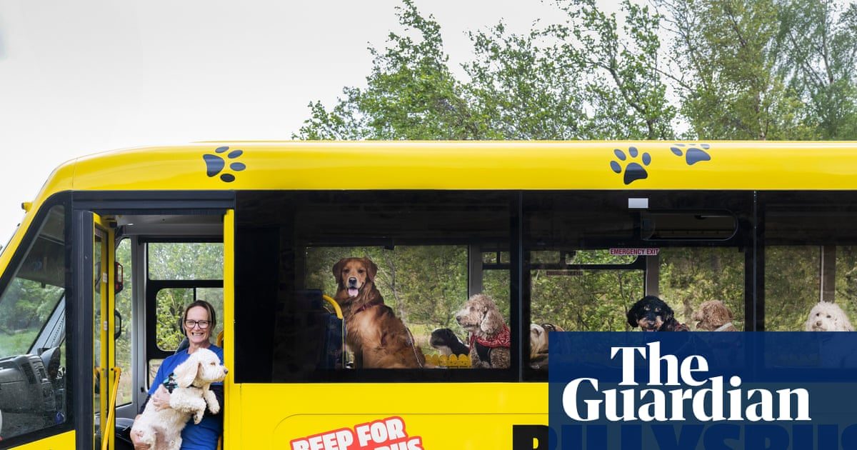 Experience: I drive a bus for dogs