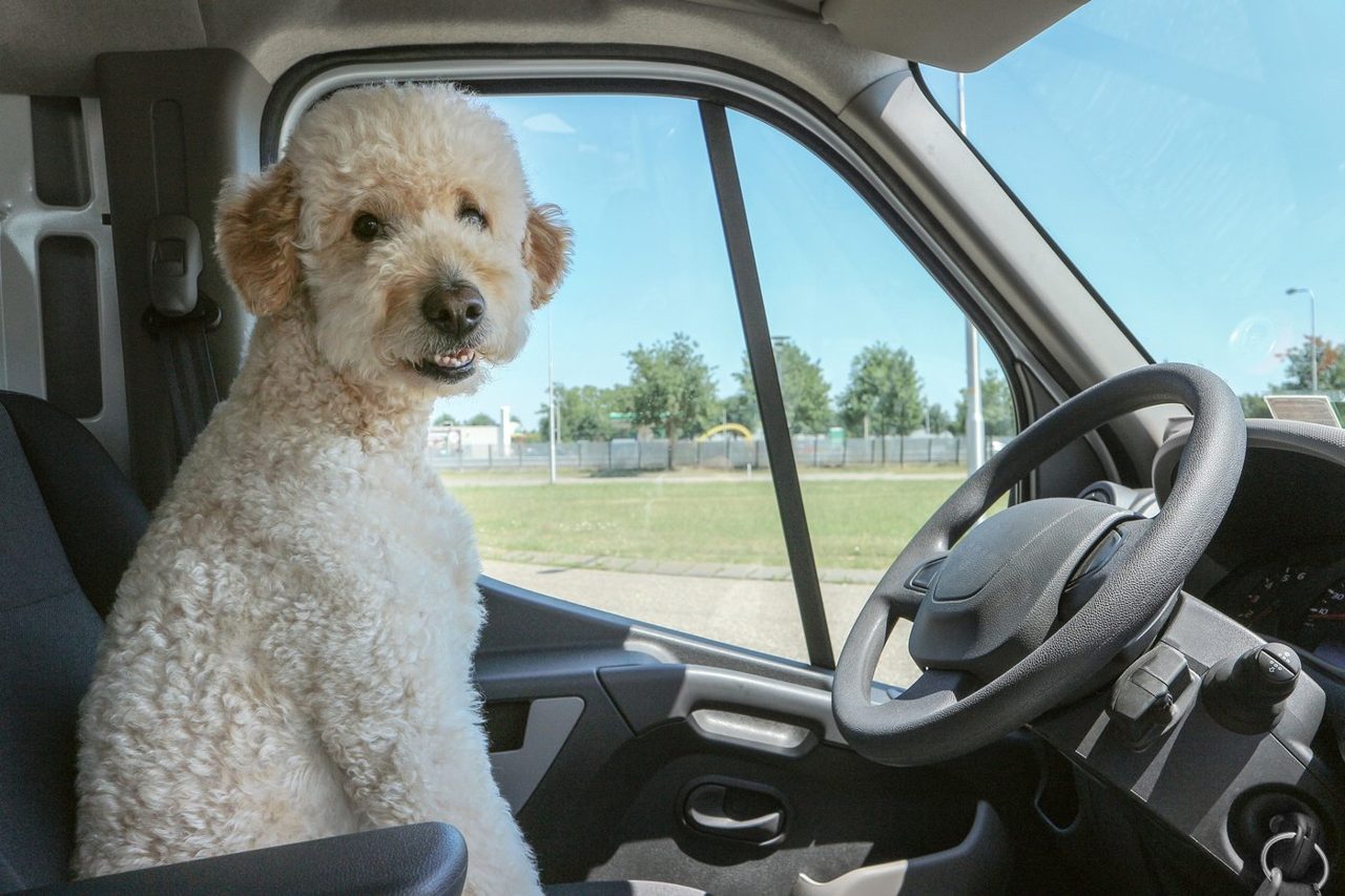 Chewy Is Down 80% From Its All-Time High. Is This a No-Brainer Buy for Growth Stock Investors?
