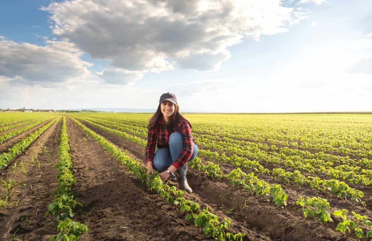 Soybeans Bounce on Tuesday Ratings Slip