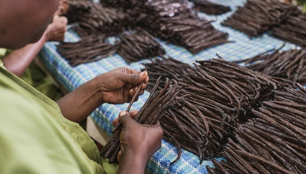 Madagascar Economy Reels as Vanilla Collapses and Ambatovy Halts Again