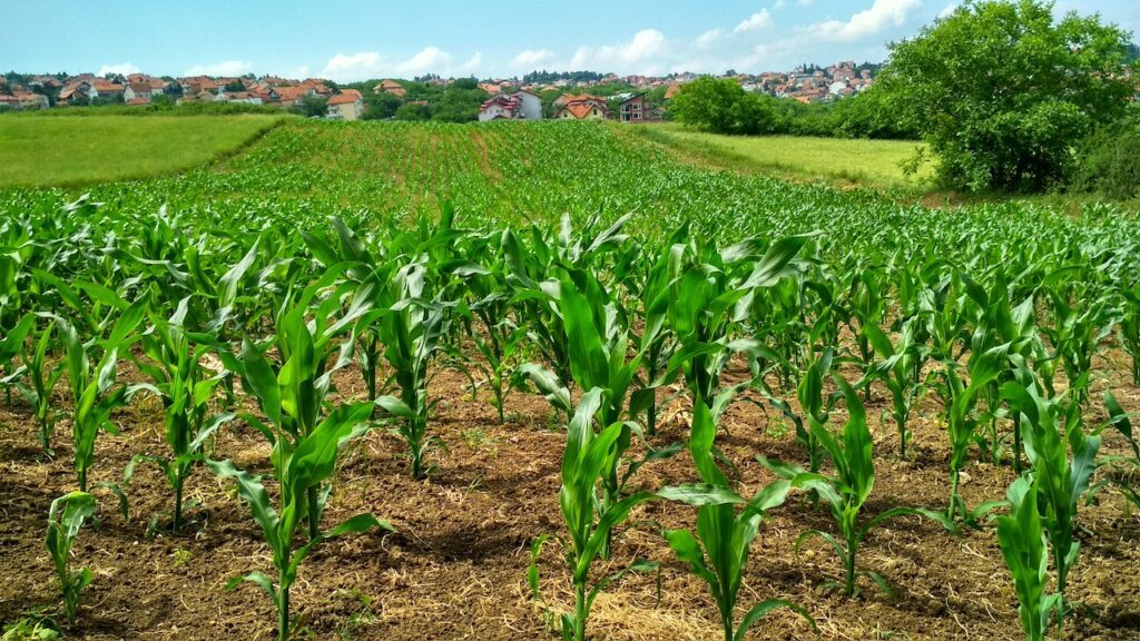 FG’s AI crop monitoring deal with Morocco, targets food security gaps in 15 states