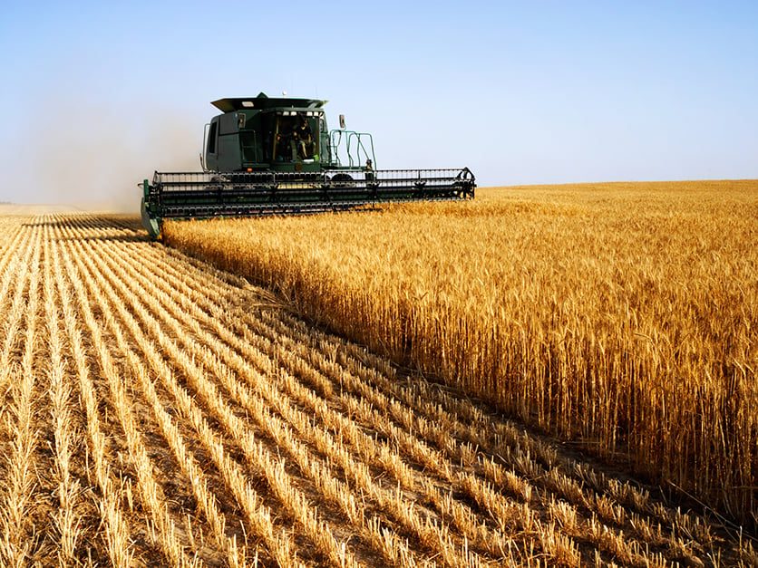 Grains Wrap: Wheat Leads, Soy and Corn Firm