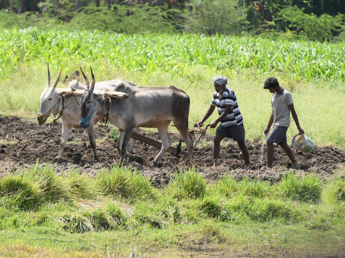 Kharif sowing recovers after July rains