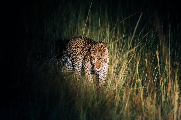 7 reasons some animals trade daylight for darkness once summer hits