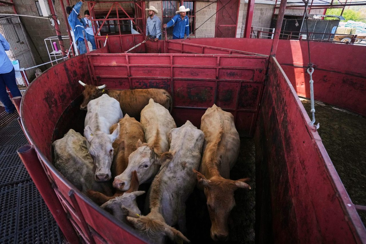 A flesh-eating parasite shut out Mexican cattle—now record beef prices are forcing Trump to reopen the gate