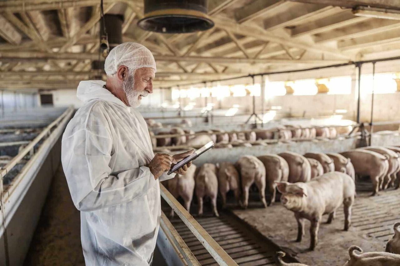 Hogs Look to Monday Trade as Pork Stocks See a Build