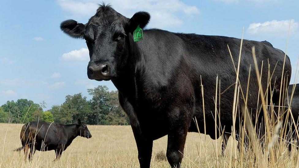 US beef prices have soared but farmers aren't making more money