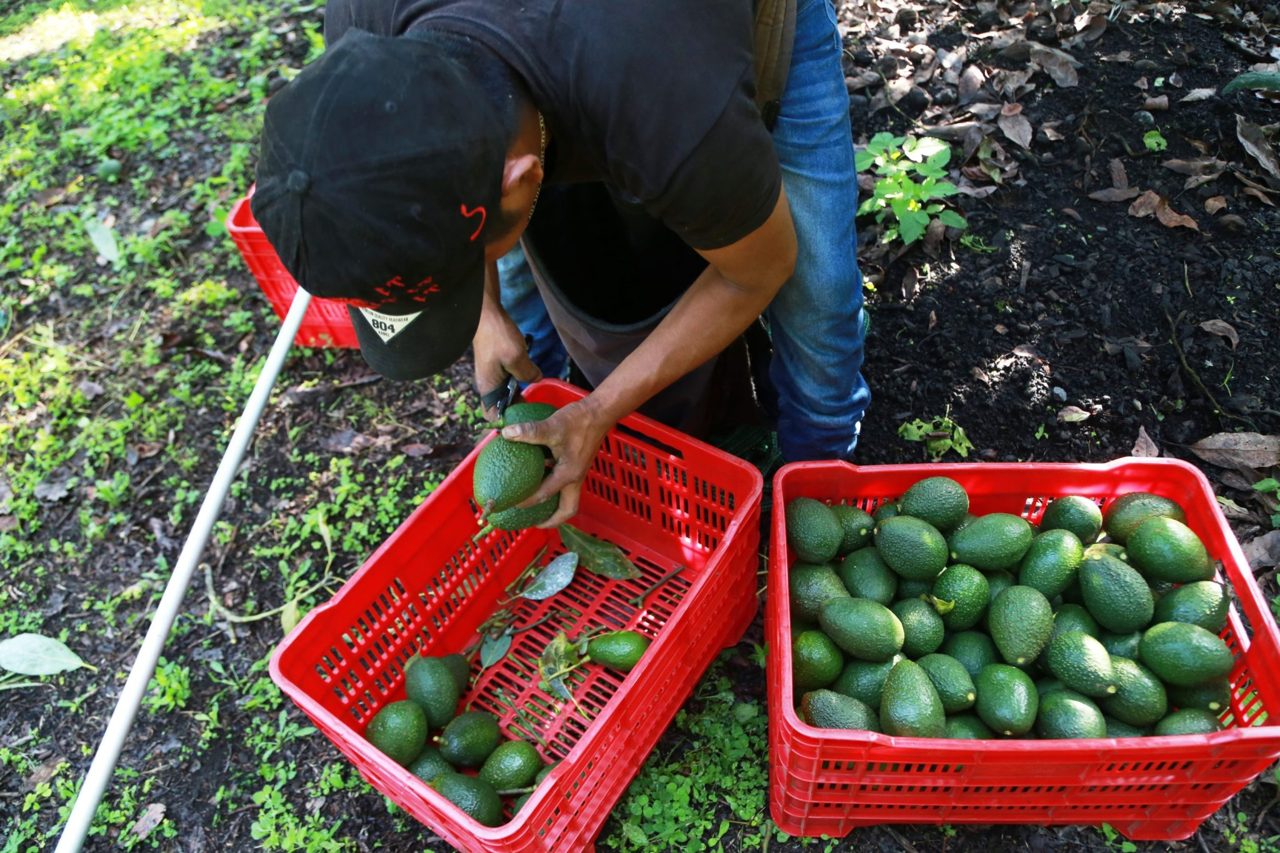 Avocado pickers in Mexico restart exports as security alert is lifted but are 'at the mercy of whatever the U.S. market and government decide'