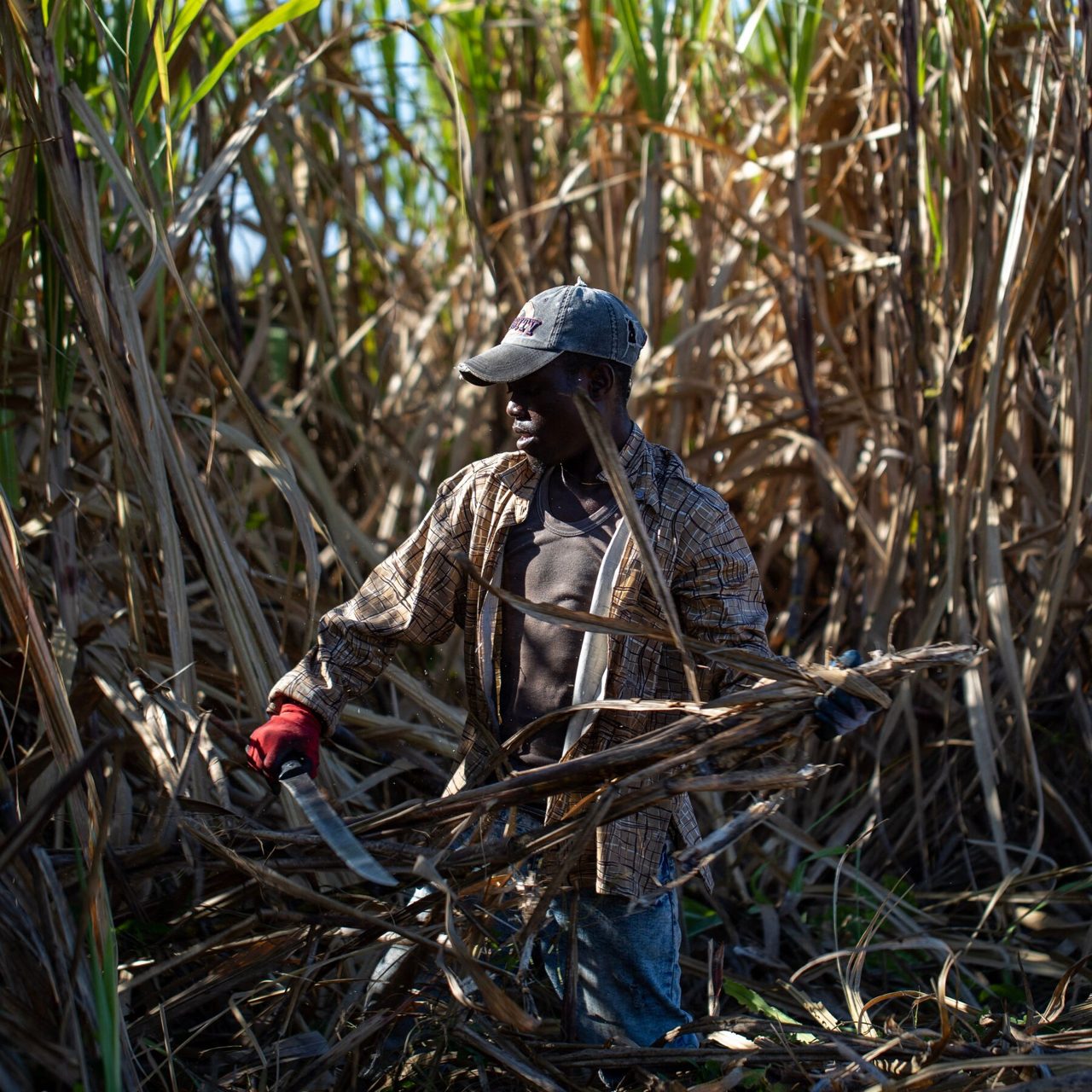 Sugar Importer With Trump Ties Said to Maintain Abusive Labor Practices