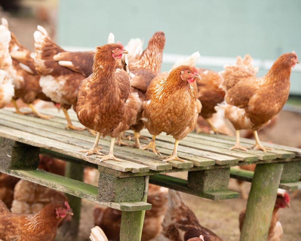 UK poultry growth plan sparks supply chain and security fears