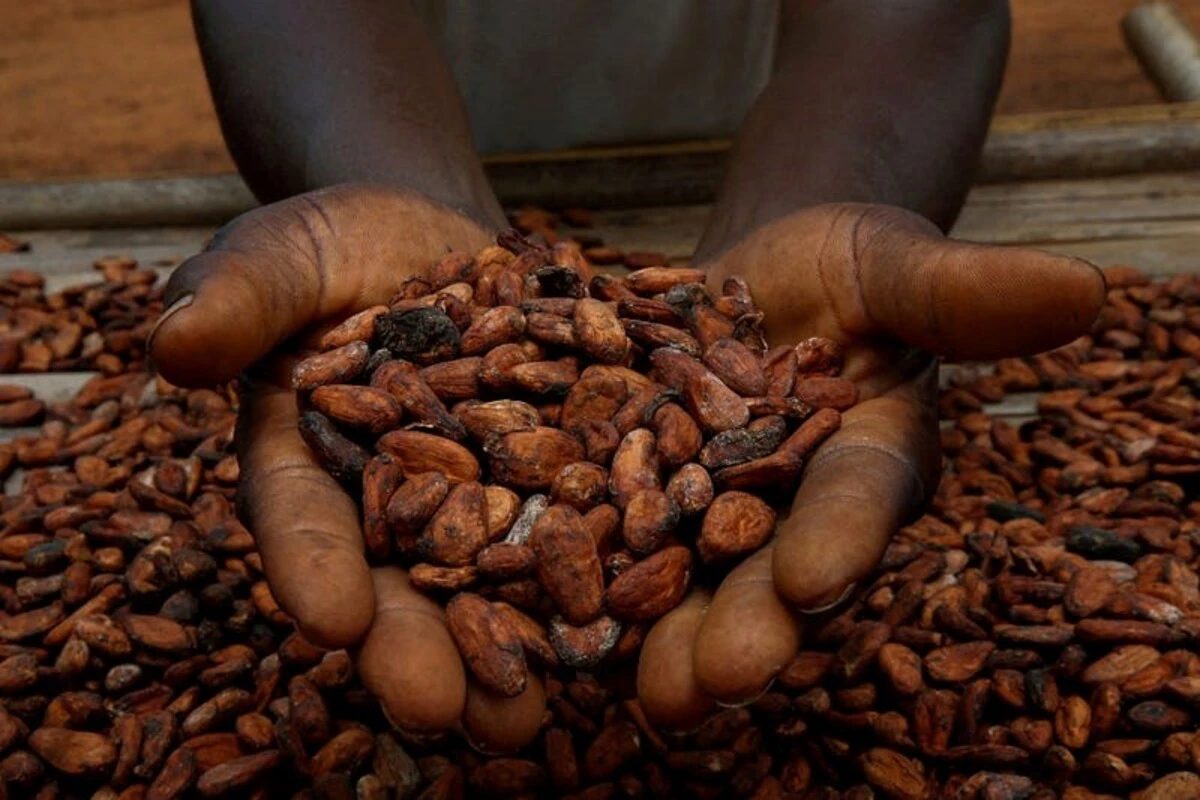 FG denies plan to ban raw cocoa exports, pushes value addition