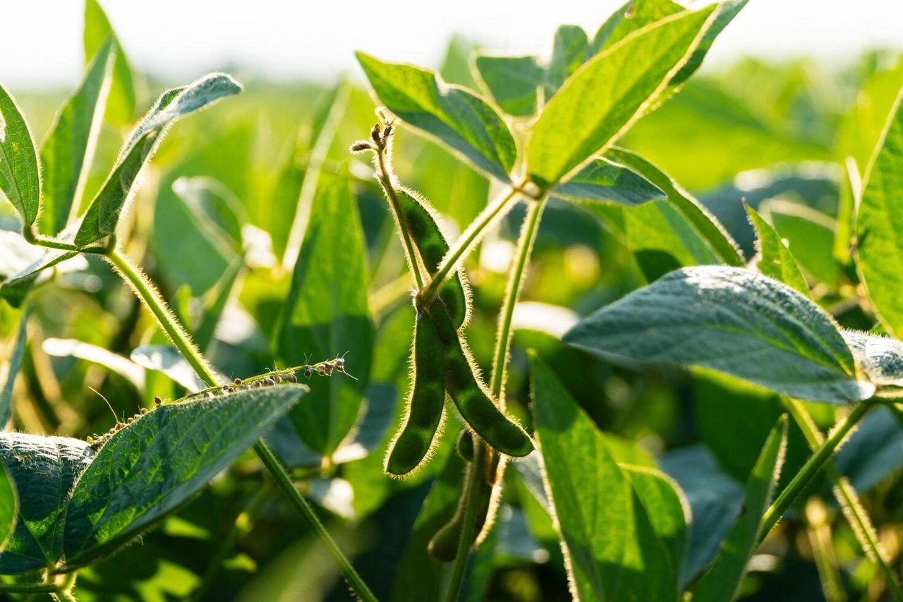 Brazil set to dominate world food trade, OECD forecasts