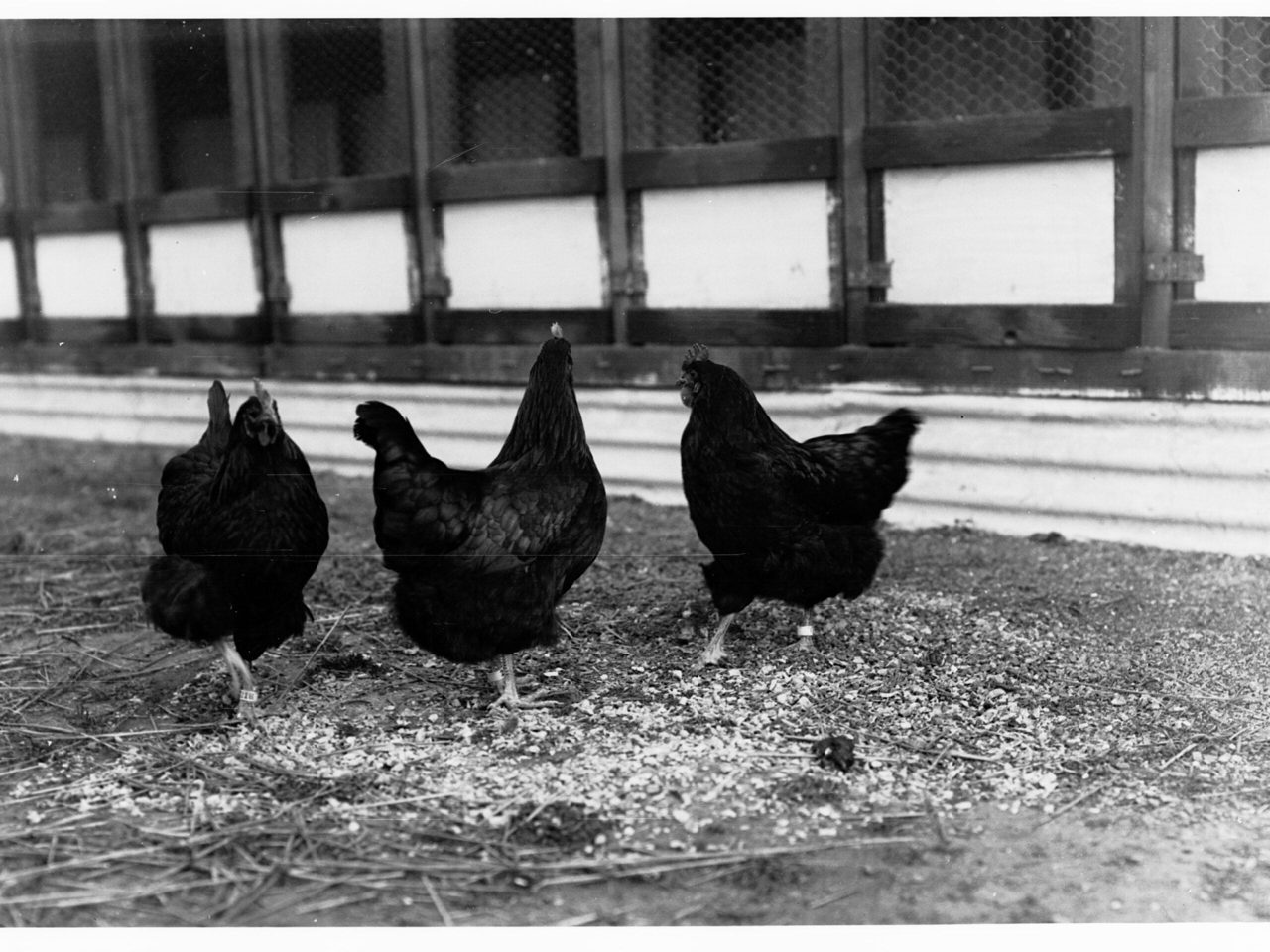 Argentina Wins Back EU Market Access for Its Poultry