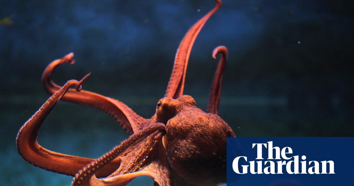 Too smart to eat? Why octopus farms are such a slippery problem