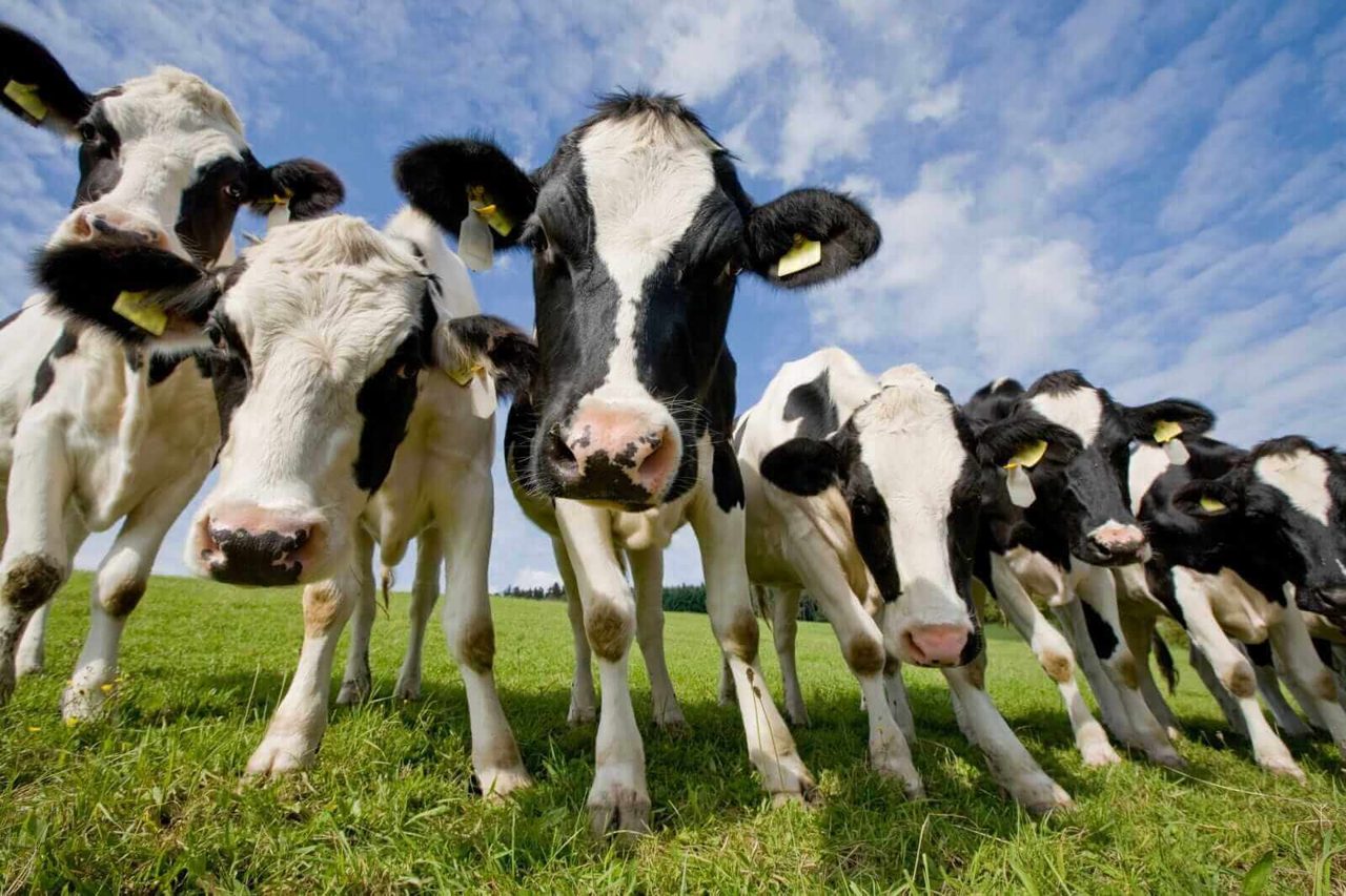Cattle Prices Are Trapped in Downtrends as Energy Prices Spike on U.S.-Iran Volatility