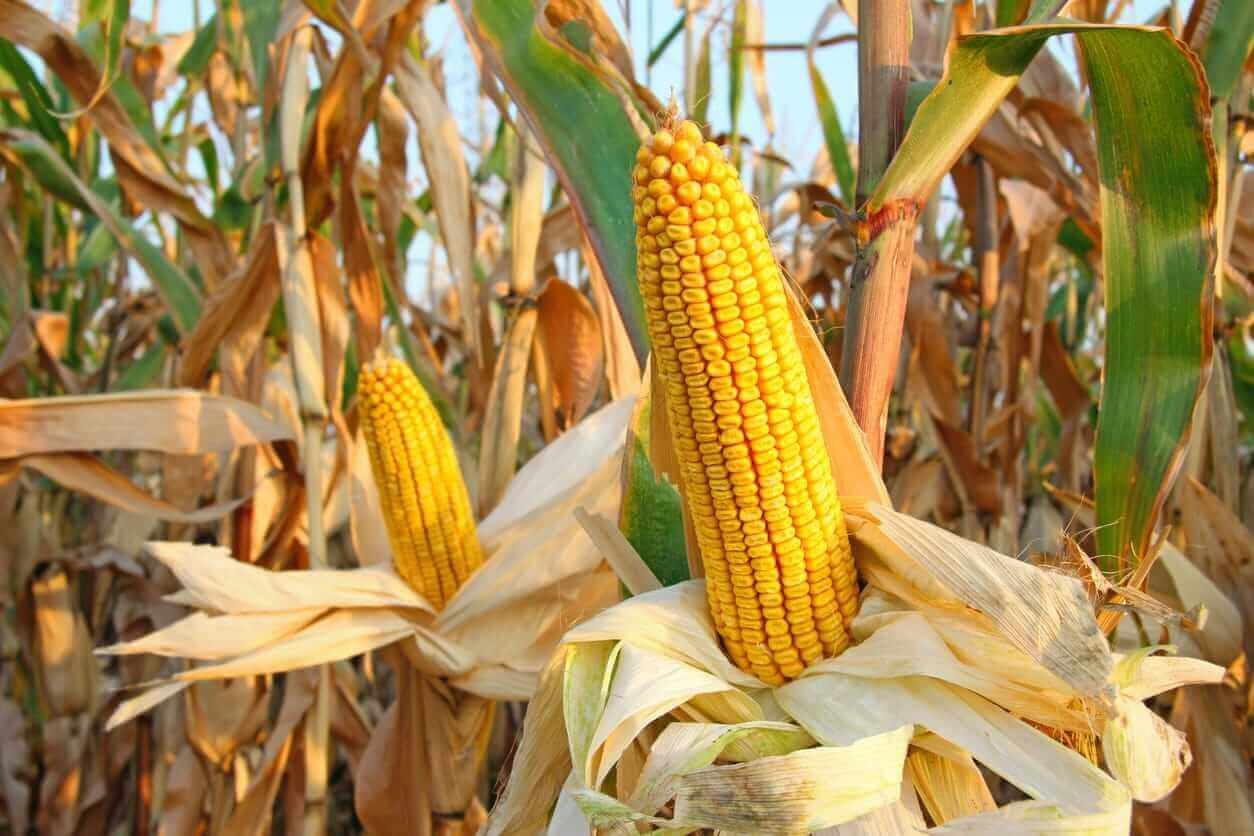 Corn Pushing Higher on Friday Morning
