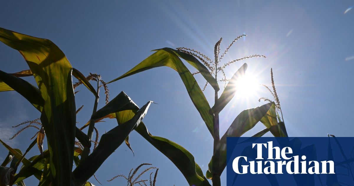 European farmers face ‘unprecedented crisis’ after successive heatwaves