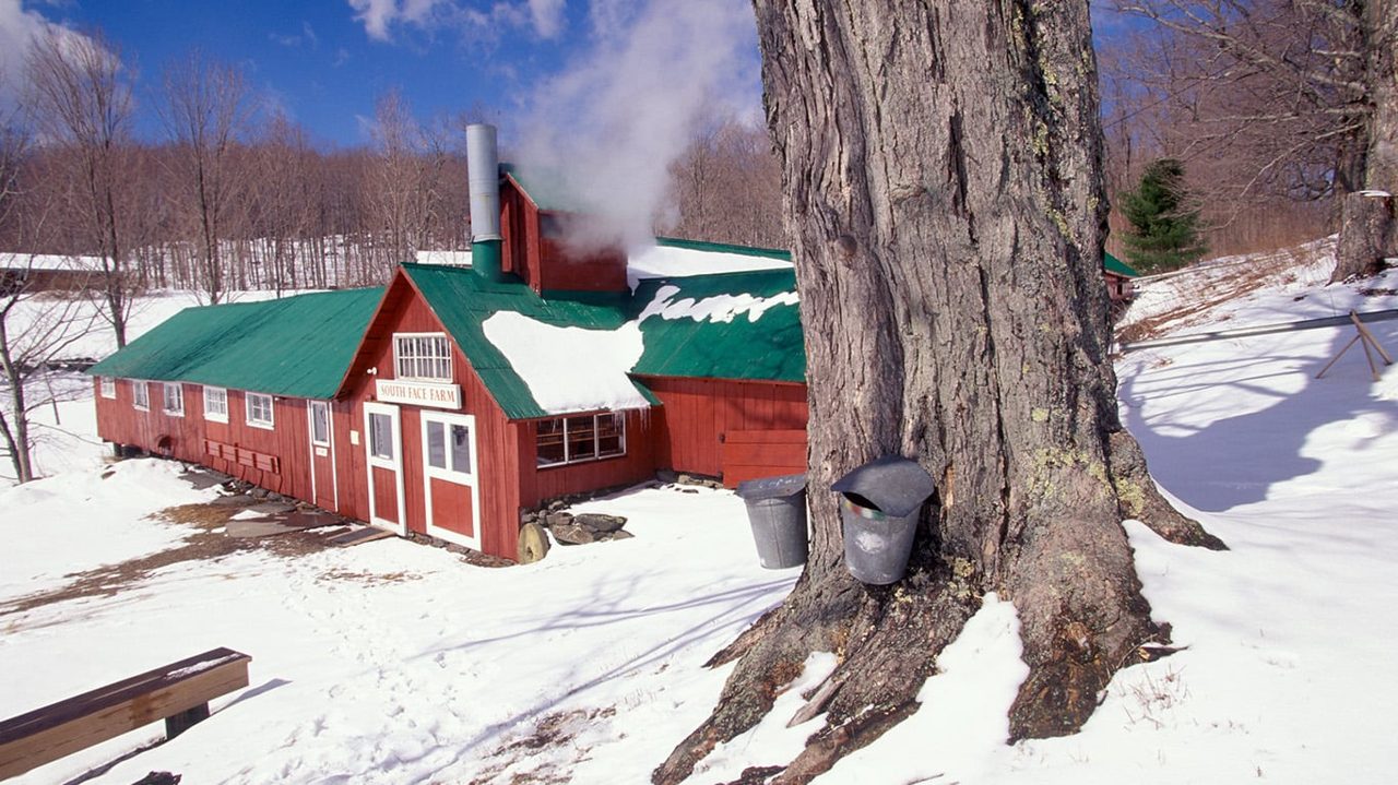 At 62, His Woods Became a Maple Syrup Business. What the Income Does to His Social Security.