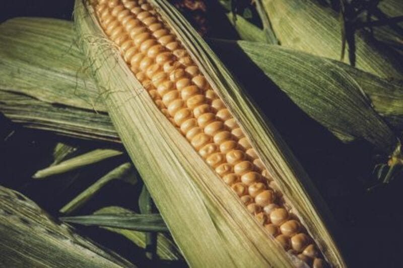 Corn Holds Higher on Thursday as December Breaches $5