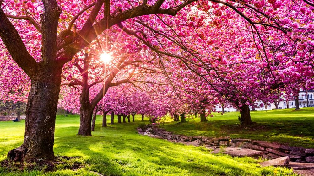 Washington’s Cherry Crop Is Down 23%. This Grower Can Work All Season, but Social Security Counts Net Earnings, Not Hours.