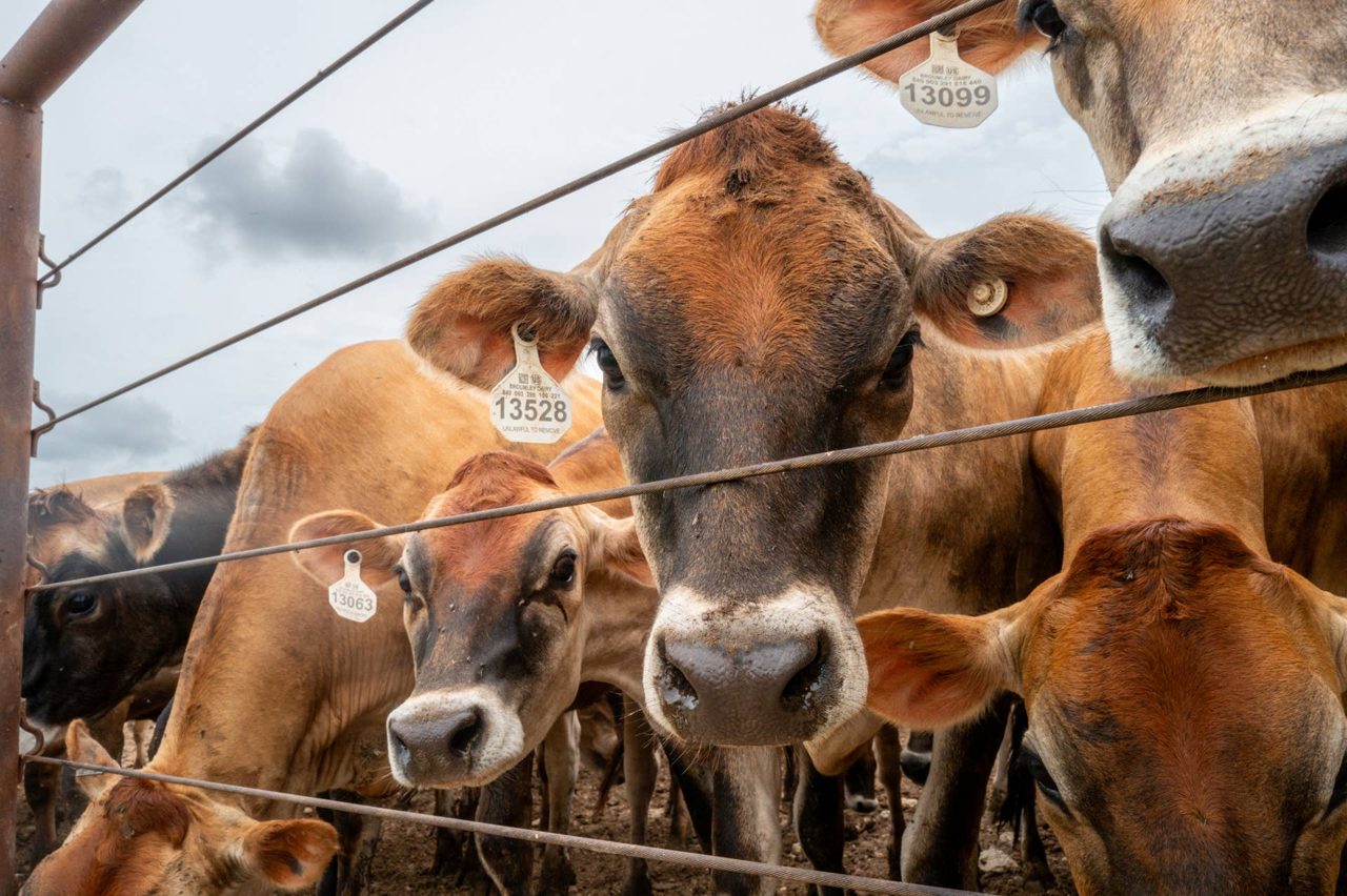 Farmers collateralize cows to secure loans