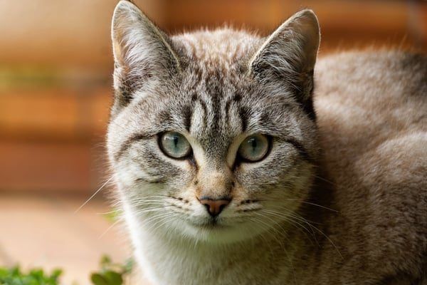 15 things vets wish every cat owner knew — but most never ask