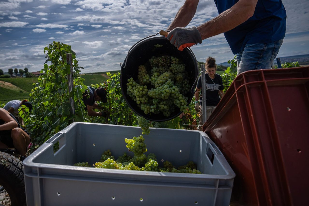 The great climate change Champagne race, as grape ripening shrinks from 100 to 80 days: 'We’ve never seen anything like it'