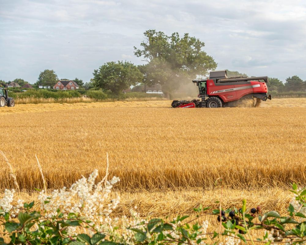 European grain losses hit €2bn, tightening global supplies