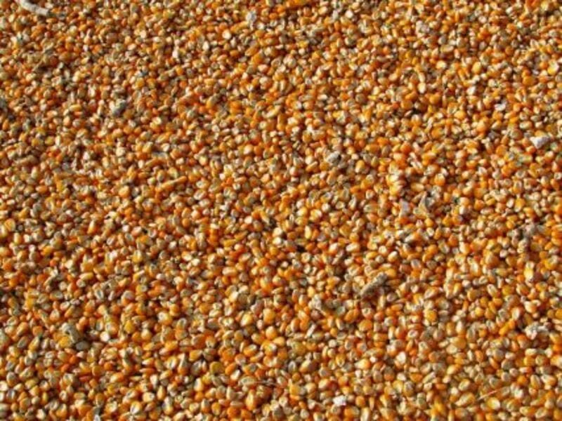 Corn Faces Pre-USDA Report Pressure on Tuesday