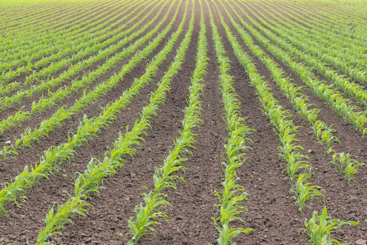 Corn Rallying as Yield Comes in Lower than Expected