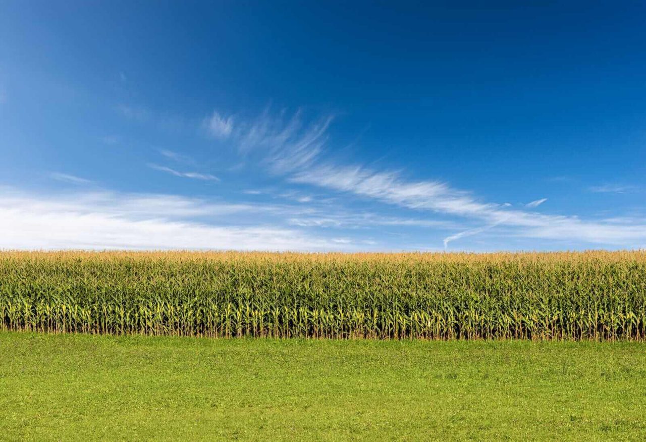 Corn Fading Early Gains for Midday Tuesday Weakness