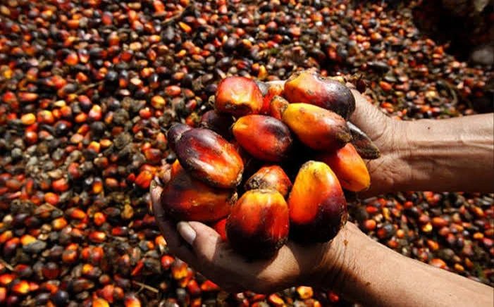 Cheap imports are undercutting the oil palm business for Okomu Oil and Presco