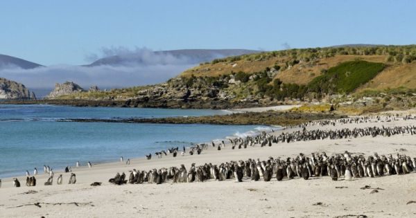 SAERI launches new research projects across the Falklands and South Atlantic