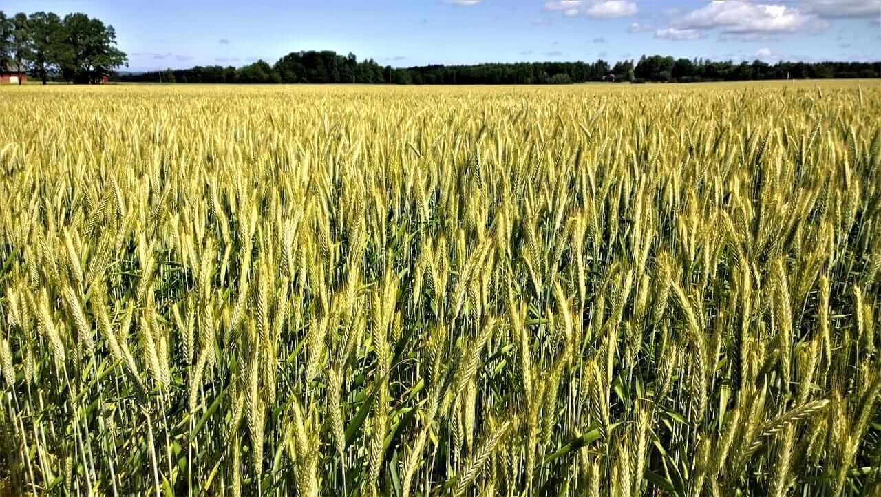 What Are Wheat Producers Seeing That Traders Aren't?