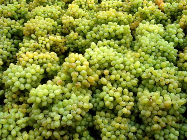 A Chilean-Backed Importer Wants a Tenth of the US Grape Market